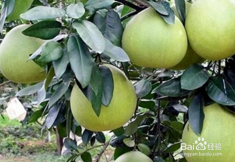 香泡树的养护方法