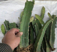 火龙果的种植方法以及生长过程