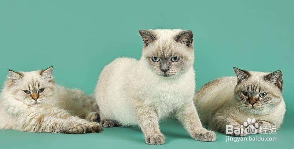 宠物坐飞机需要注意什么？