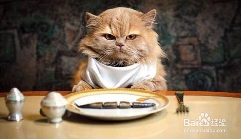 如何为你的猫选择合适的食物？