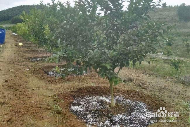 柑橘施肥时期和方法