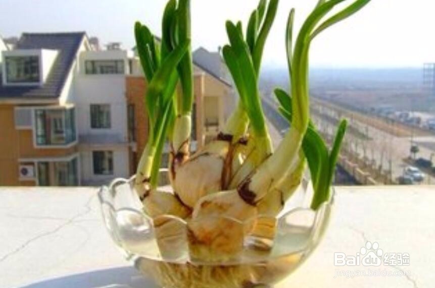 水仙花的根烂了怎么办