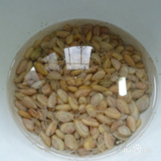 淡雅炒海瓜子