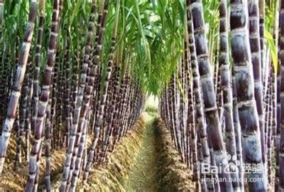 适合秋季养生食用的粥4