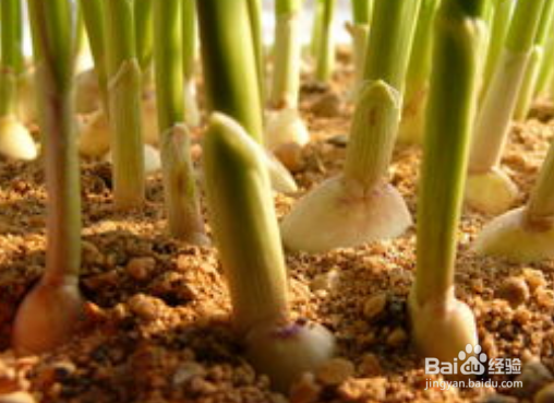 种蒜的方法及过程