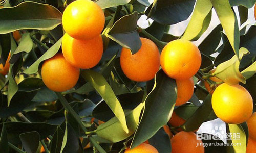 预防咳嗽就吃它们