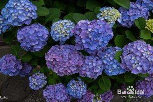 绣球花的注意事项和养殖方法是什么?