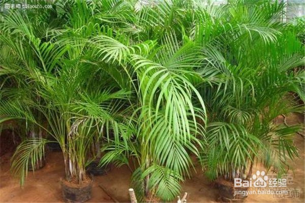 凤尾竹的养殖方法和注意事项都有什么？