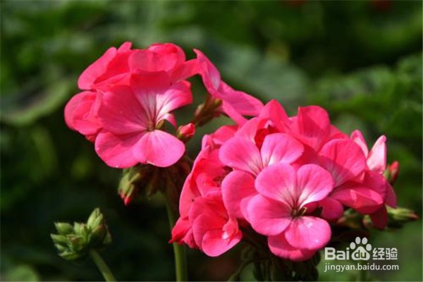 天竺葵的养殖方法和注意事项有哪些？