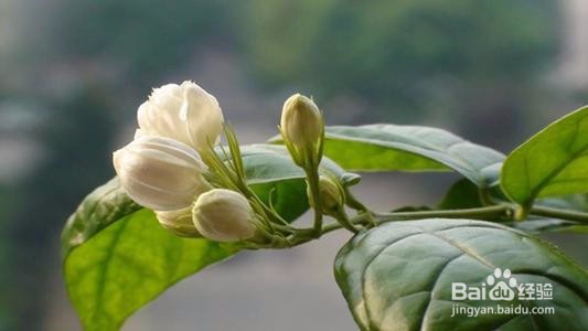 茉莉花的养殖方法和注意事项都有什么？