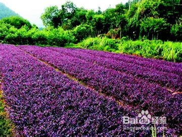 过田园式生活攻略