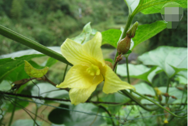 茉莉花与罗汉果花如何区分