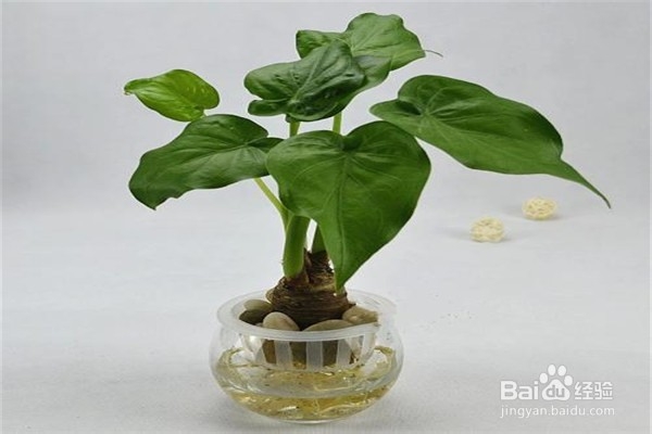 滴水观音应该怎么养