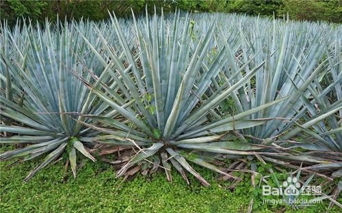 龙舌兰的养殖和注意事项