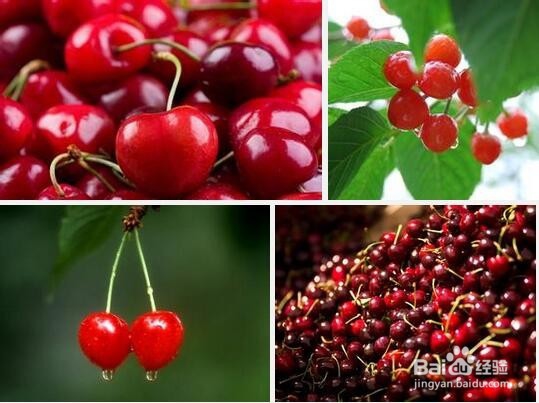 什么样的水果适合春天吃