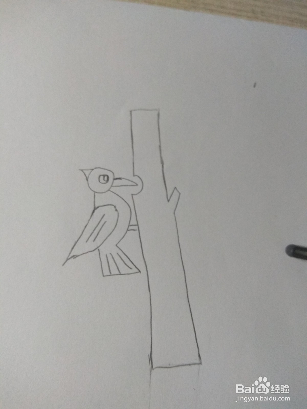 简笔画—画出一个啄木鸟