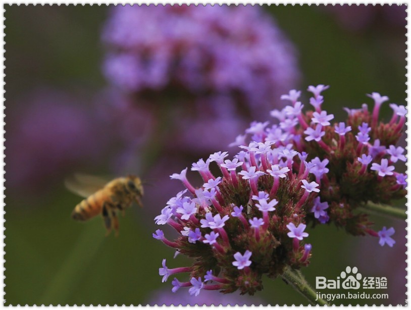 怎样拍摄蜜蜂蝴蝶与鲜花？