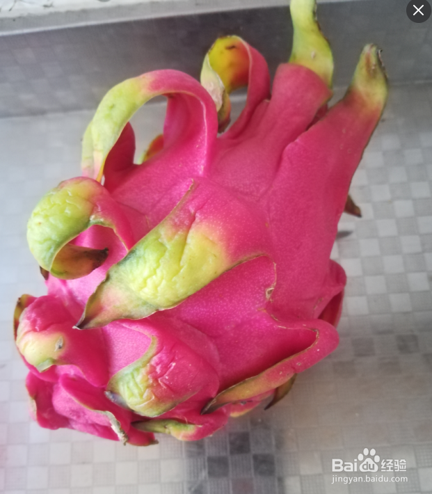 教你在家如何种植火龙果