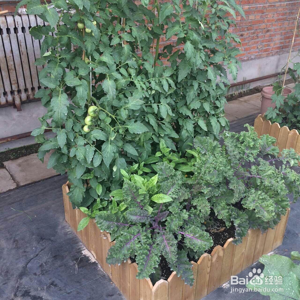 如何种植有机蔬菜