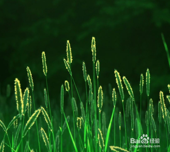院子永远不长草的方法