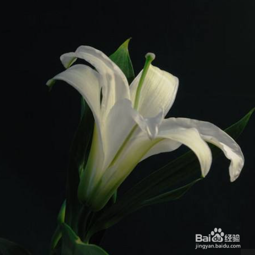 百合苦怎么处理才能行