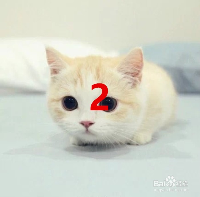 维生素e 如何给猫吃