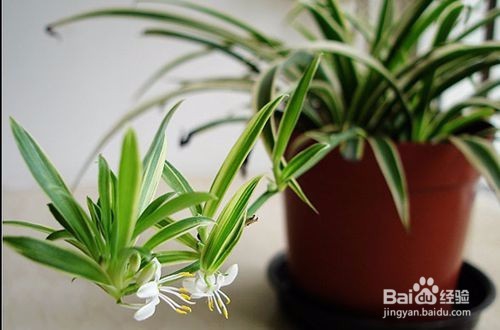 3月12日植树节,我们一起动手来移栽吊兰!