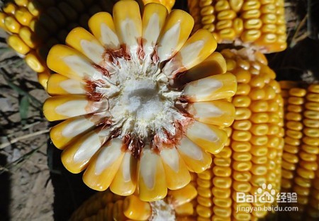 吃哪些食物可以让我们记忆力提高呢