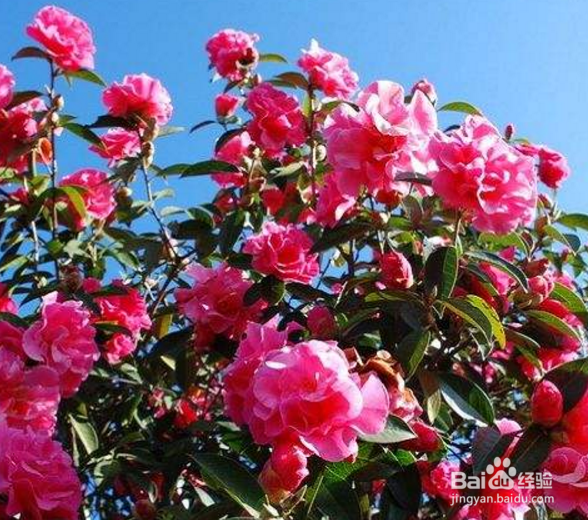 山茶花应该怎样施肥