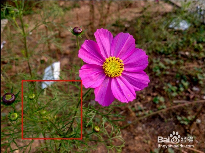 使用 Camera Raw 提高照片质量