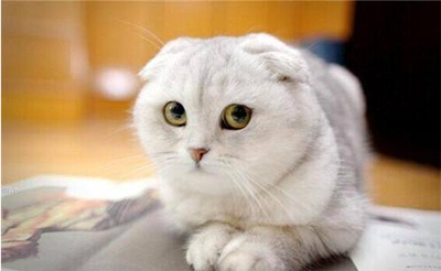 猫咪精神不好食欲不振怎么办