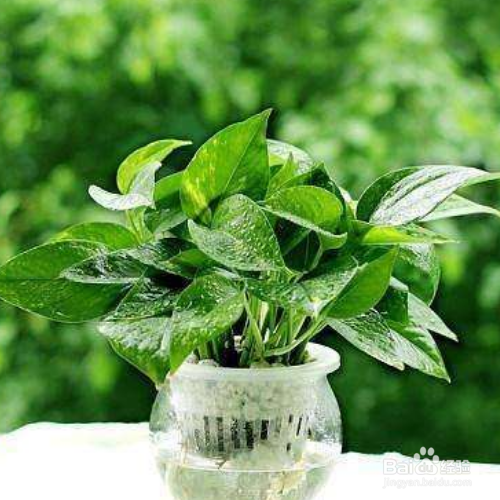 水养绿萝应加多少水?