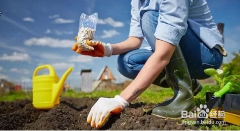 冬季施肥应该注意什么