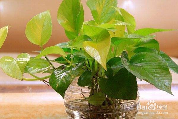 绿萝怎么养才能养的枝繁叶茂?