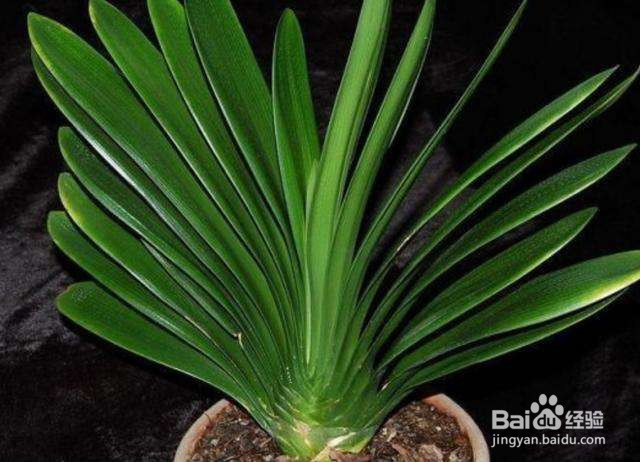 君子兰下垂的解决方法