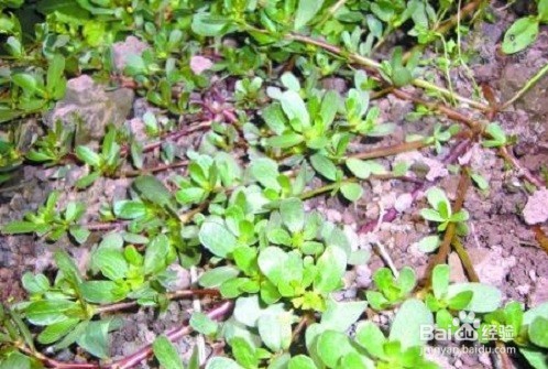 马齿苋的作用及食用方法