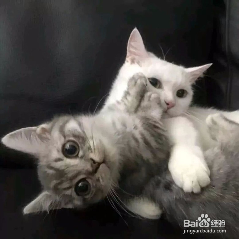 你希望自己有一只猫吗?