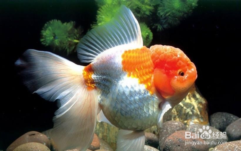 如何养好小金鱼
