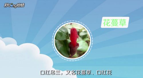 口红吊兰怎么繁殖 百度经验