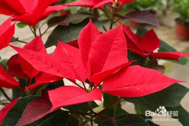 秋冬养盆一品红,塑料袋罩一罩,满盆红叶子