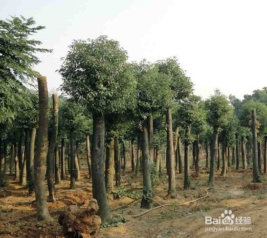 地产景观中选苗时需要注意哪些东西？