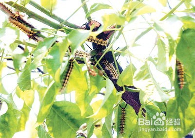 毛毛虫的毛弄到衣服上怎么办