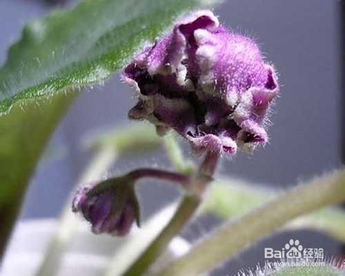 庭院花卉紫罗兰栽植及养护技术