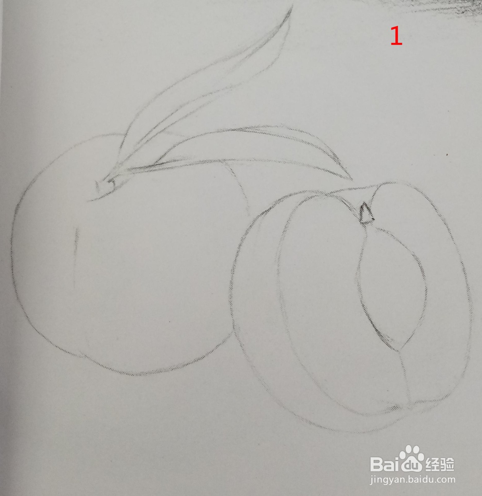 桃子素描步骤图片