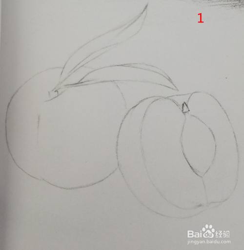 桃子的素描画法