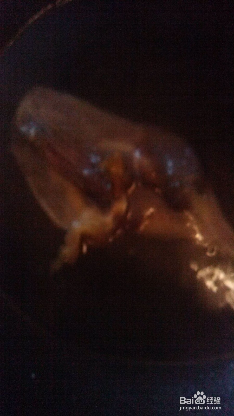 两个人的小日子：[2]晚餐腊鸭腿炒松花