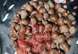 家庭板栗的做法