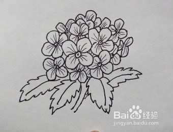 线描画：绣球花