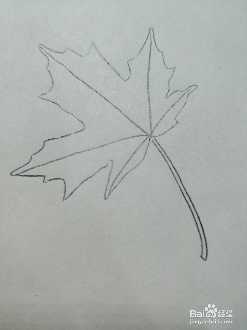 简笔画枫叶怎么画