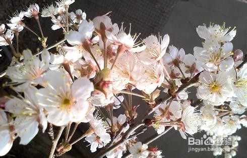 把春天的樱花朵朵拍出风采 手机拍